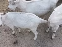 Ziege, Saanen goat — Foto 4