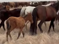 Yegua, Horse breed — foto 3