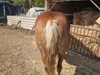 母马, Horses — 照片 2