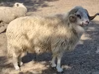 Ram, Sheep — photo 2