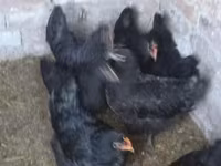 Australorp — zdjęcie 4
