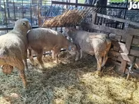 Kos, Ile-de-France sheep — 2. fotó