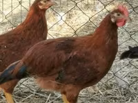 Chickens — foto 6