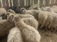 Juhok (tétel, nem megadva), Suffolk sheep — 3. fotó