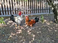 Chickens — 照片 1