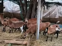 Schaf, Cameroon sheep — Foto 2
