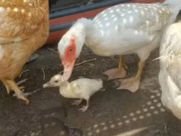 pato criollo doméstico