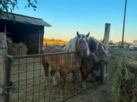 Kanca, Hungarian horse breed — 3. fotó