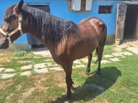 Yegua, Caballos — foto 4