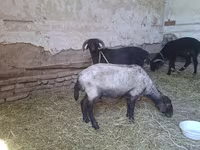 ماعز (دفعة، الجنس غير محدد), الماعز — الصورة 6