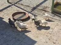 Ducks — Foto 3