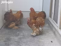 Pekin Bantam — 3. fotó