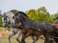 公马, Hungarian horse breed — 照片 1