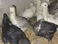 Turkeys — photo 2