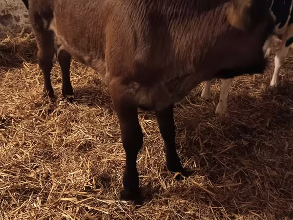 Tehén, Aberdeen-Angus