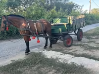 公马, Horses — 照片 3