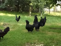 Ayam Cemani — photo 3