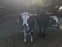 Vaca, Ganado vacuno — foto 2
