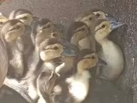 Ducks — foto 1