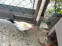 Chickens — 1. fotó
