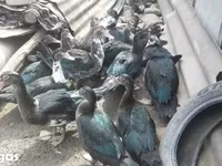 Ducks — 照片 6