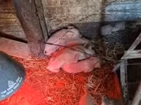 母猪, Pigs — 照片 4
