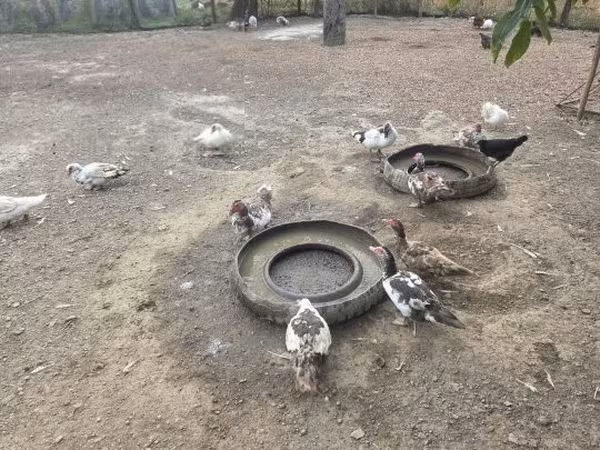 Ducks