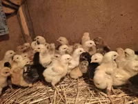 Chickens — foto 3