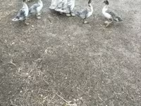 Ducks — फ़ोटो 5