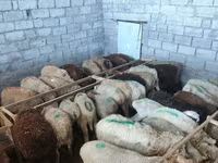 Sheep, Beulah Speckled face sheep — photo 5