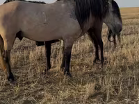 Horse (M), Bashkir horse — photo 2