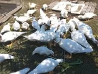 Ducks — Foto 1