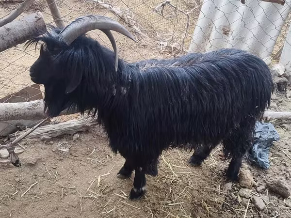 Nőstény kecske, Dagestan coarsewool goat