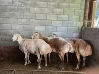 Juh, Afghan Arabi sheep — 3. fotó