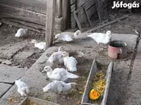 Ducks — 3. fotó