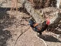 Chickens — zdjęcie 5
