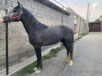 Hing, Kustanai horse — 1. fotó