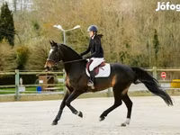 Hing, Belgian warmblood horse — 4. fotó