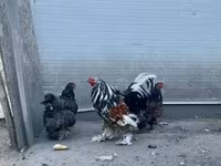 Brahma — Foto 2