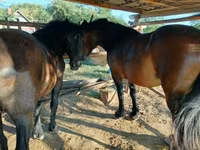 母马, Horses — 照片 1