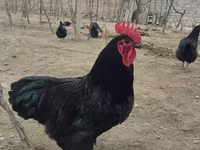 جيرسي جاينت — الصورة 3