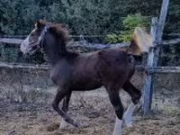 Caballo, Caballos — foto 5