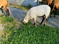 公山羊, Goats — 照片 2