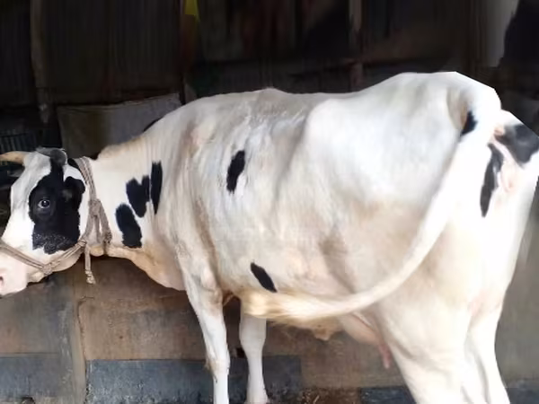 Tehén, Holstein fajta
