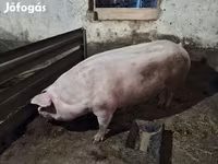 Säue, Крупная белая — Foto 2