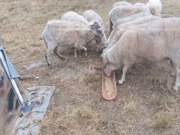 Beran, Ovce — Maďarsko