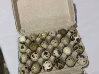 Quails — الصورة 1