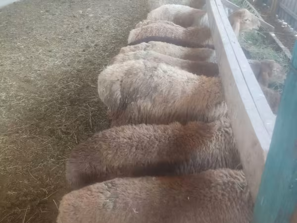 Sheep, Sheep
