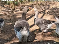 Geese — 4. fotó
