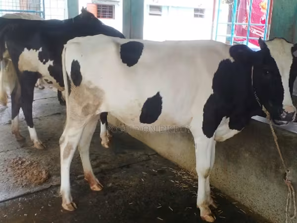 Tehén, Russian Black pied cattle